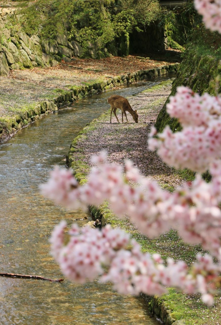 動物部門